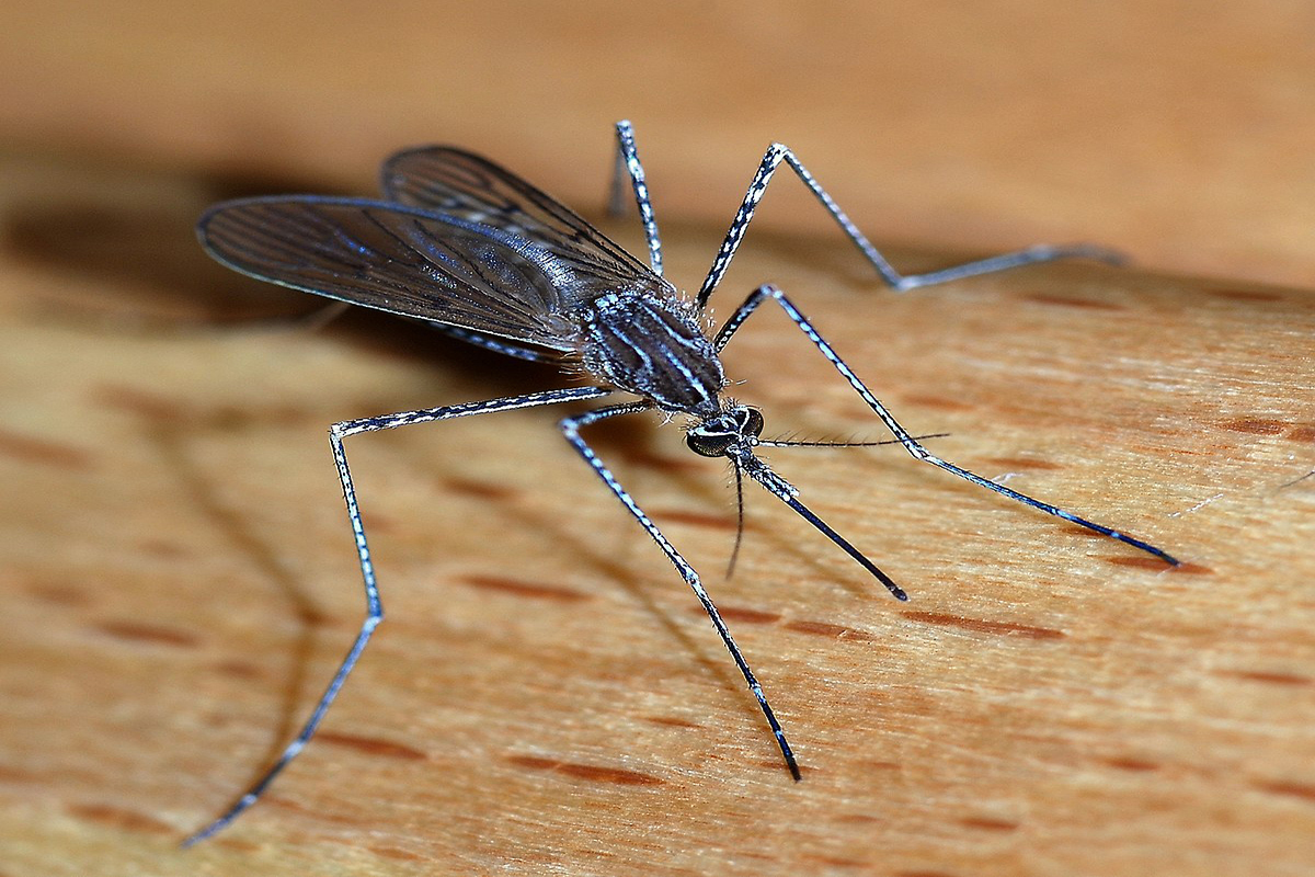 750 million modified mosquitoes to be released in Florida Keys